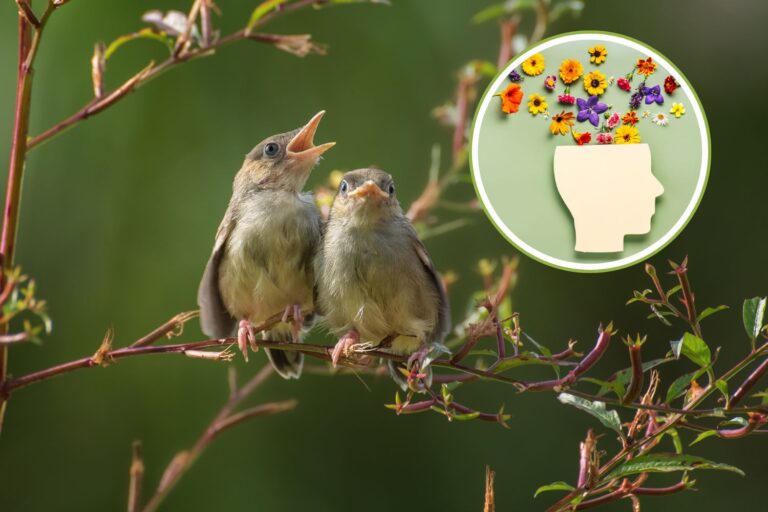 Le chant des oiseaux soulage le stress : même 10 minutes de gazouillis suffisent pour être plus détendu