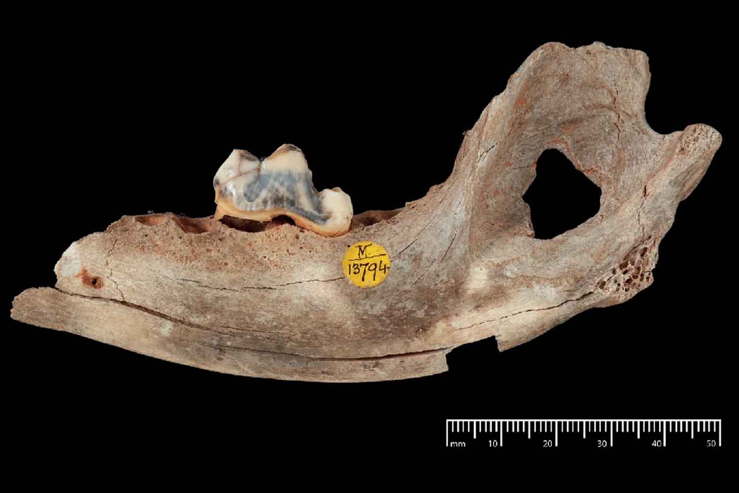 mandibule découverte en Anatolie