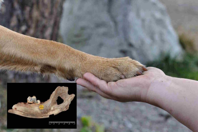Quand a commencé l’amitié entre les chiens et les humains ? Beaucoup plus tôt qu’on ne le pensait