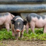 Une « Arche de Noé » pour sauver la Cinta Senese qui risque l'extinction, menacée par la peste porcine qui se propage en Toscane