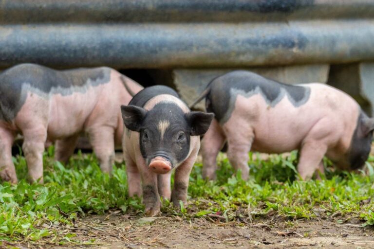 Une « Arche de Noé » pour sauver la Cinta Senese qui risque l'extinction, menacée par la peste porcine qui se propage en Toscane