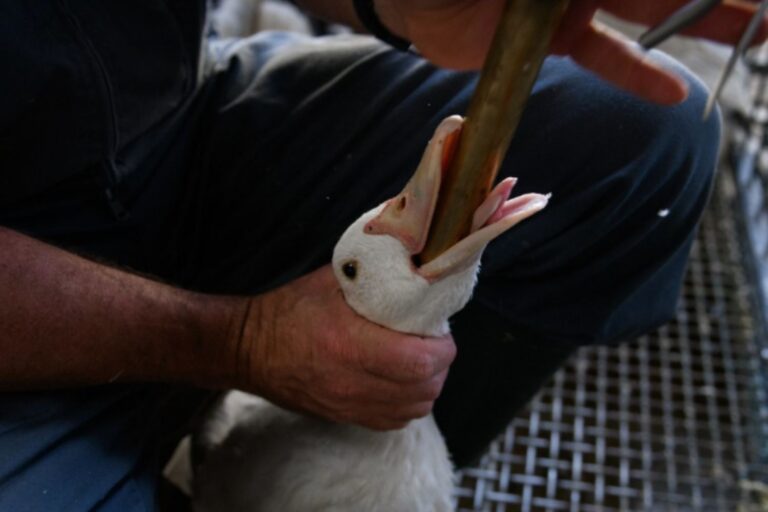 Victoire! Le Brésil interdit le foie gras : c'est le 2ème pays au monde à interdire la production, l'importation et la vente du fameux foie d'oie