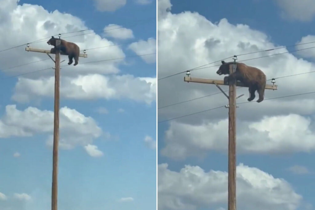 Orso in cima al palo