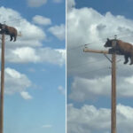 Un ours escalade un lampadaire au Nouveau-Mexique et meurt électrocuté malgré les tentatives de sauvetage