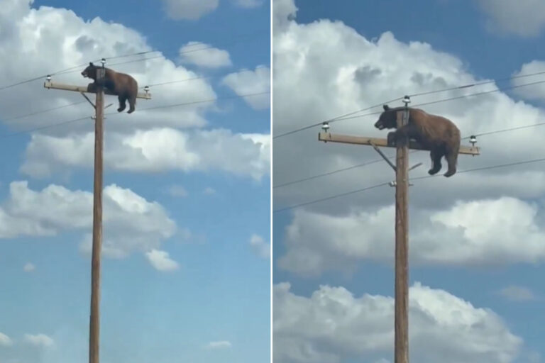 Un ours escalade un lampadaire au Nouveau-Mexique et meurt électrocuté malgré les tentatives de sauvetage