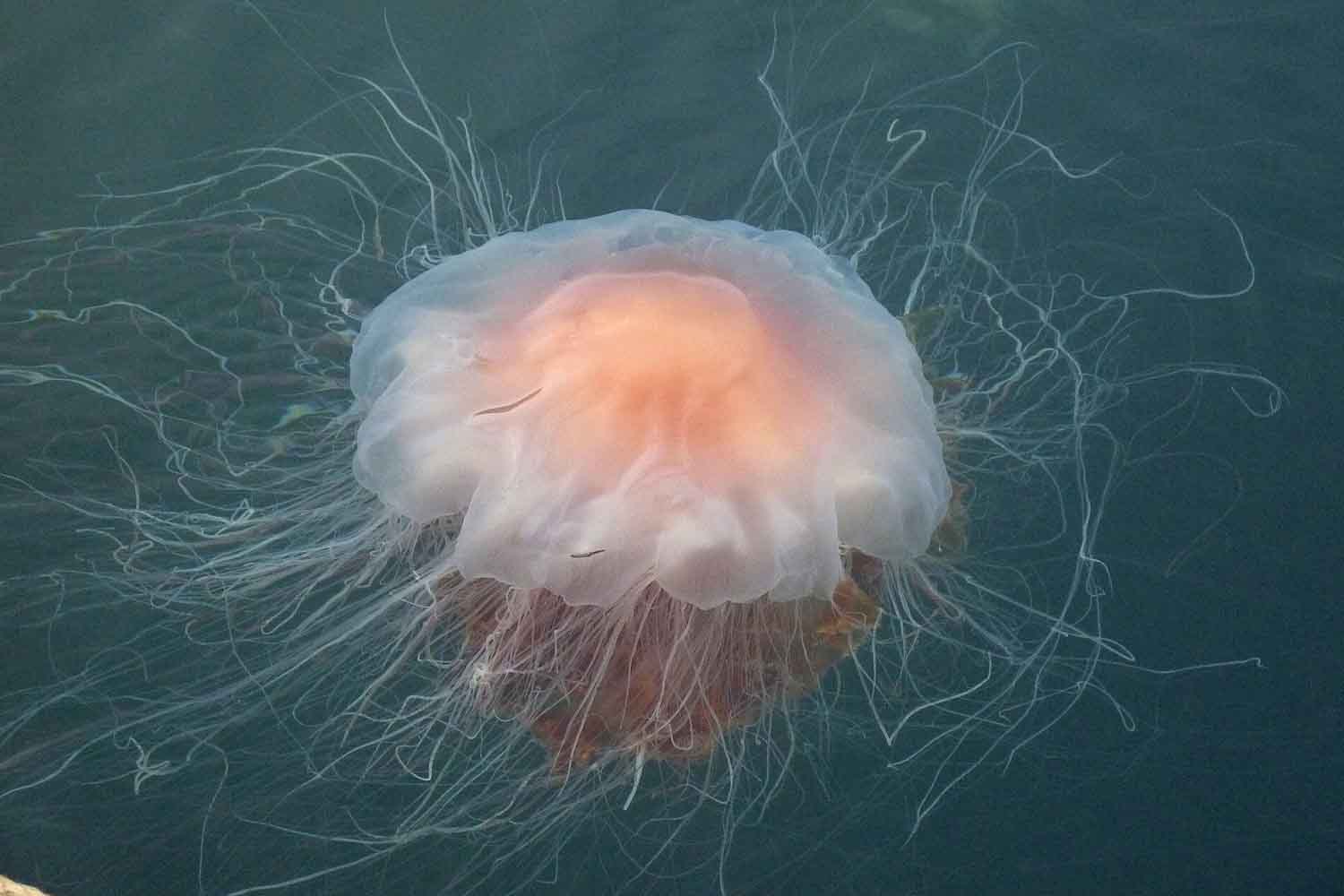 medusa criniera di leone