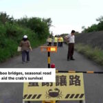 Ces petits ponts en bambou construits par des bénévoles ont contribué à doubler les populations de crabes migrateurs à Taiwan