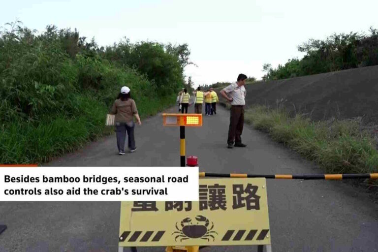 Ces petits ponts en bambou construits par des bénévoles ont contribué à doubler les populations de crabes migrateurs à Taiwan