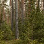 La Charte de Florence pour les Forêts est née : institutions, scientifiques et entreprises unis pour protéger les forêts de la crise climatique