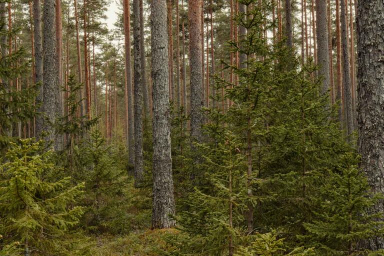 La Charte de Florence pour les Forêts est née : institutions, scientifiques et entreprises unis pour protéger les forêts de la crise climatique