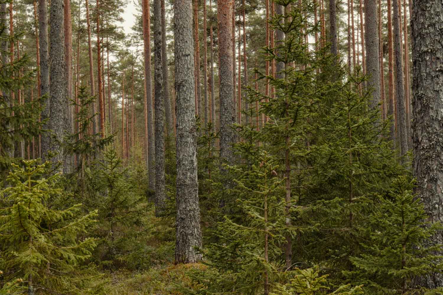 foresta