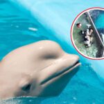 Échappés de l'euthanasie, mais condamnés à « vivre » dans un tank : le maxi transfert des bélugas de Marineland a commencé