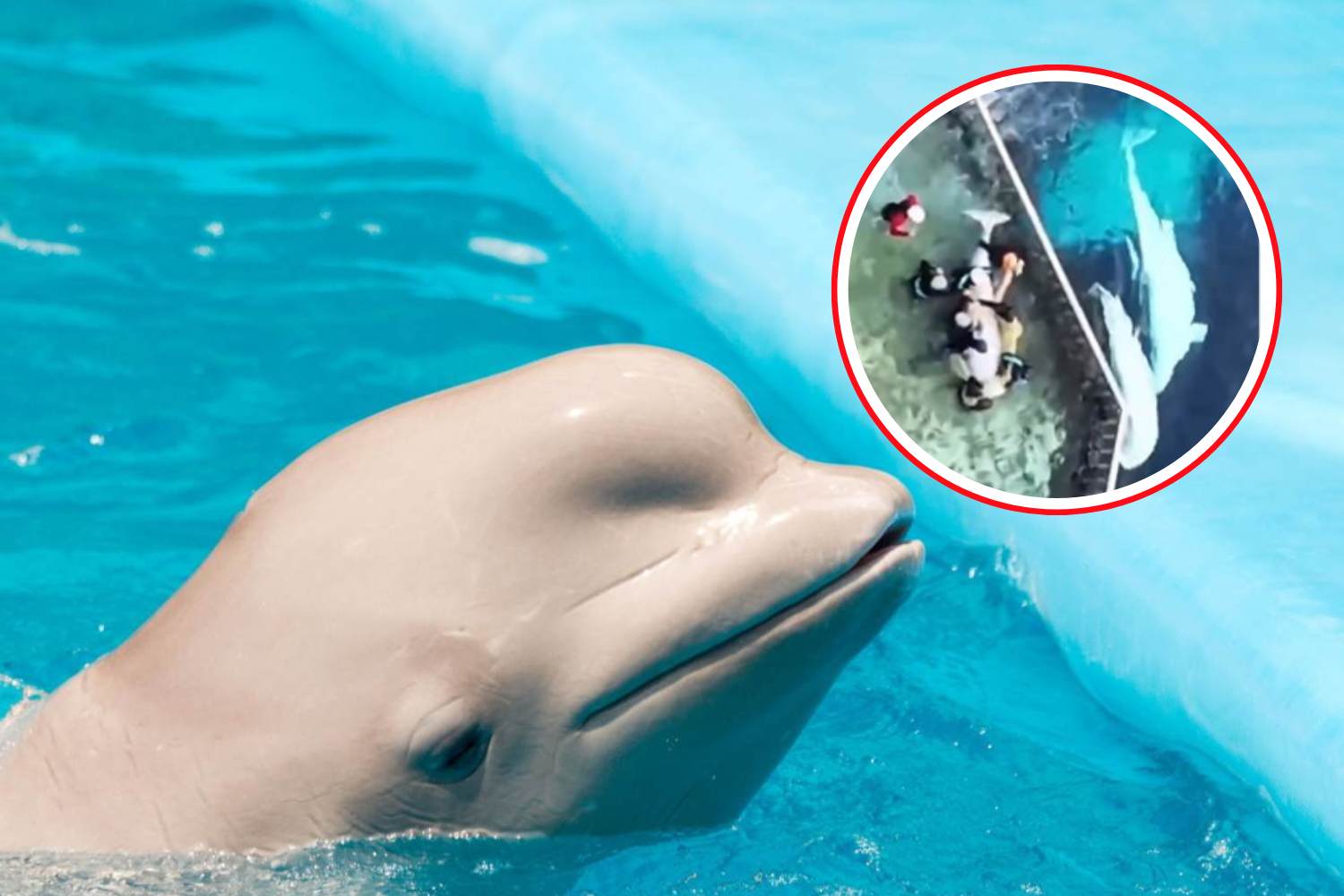 beluga marineland