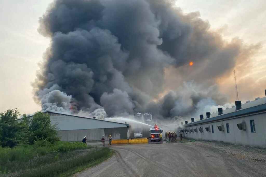 Feu de cochon