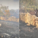 Il retourne dans sa ferme complètement détruite par des incendies en Espagne et parmi les cendres il trouve la meilleure surprise de toutes.