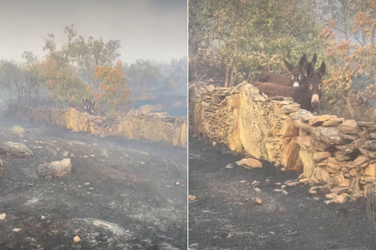 Il retourne dans sa ferme complètement détruite par des incendies en Espagne et parmi les cendres il trouve la meilleure surprise de toutes.