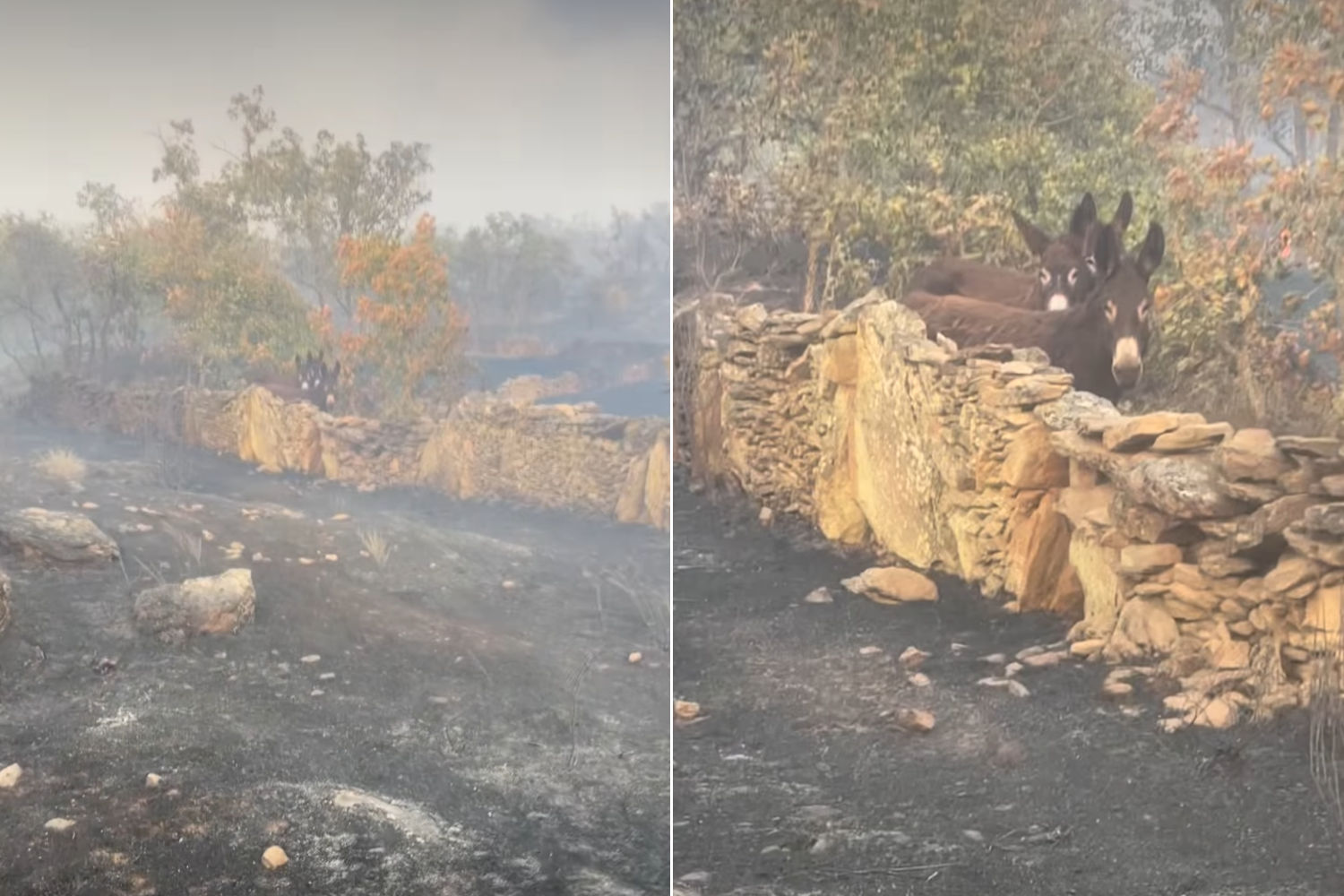 Incendi asini