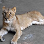 Trois lionnes mortes au zoo de Tokyo : le drame des animaux en captivité à l'ère des fortes chaleurs