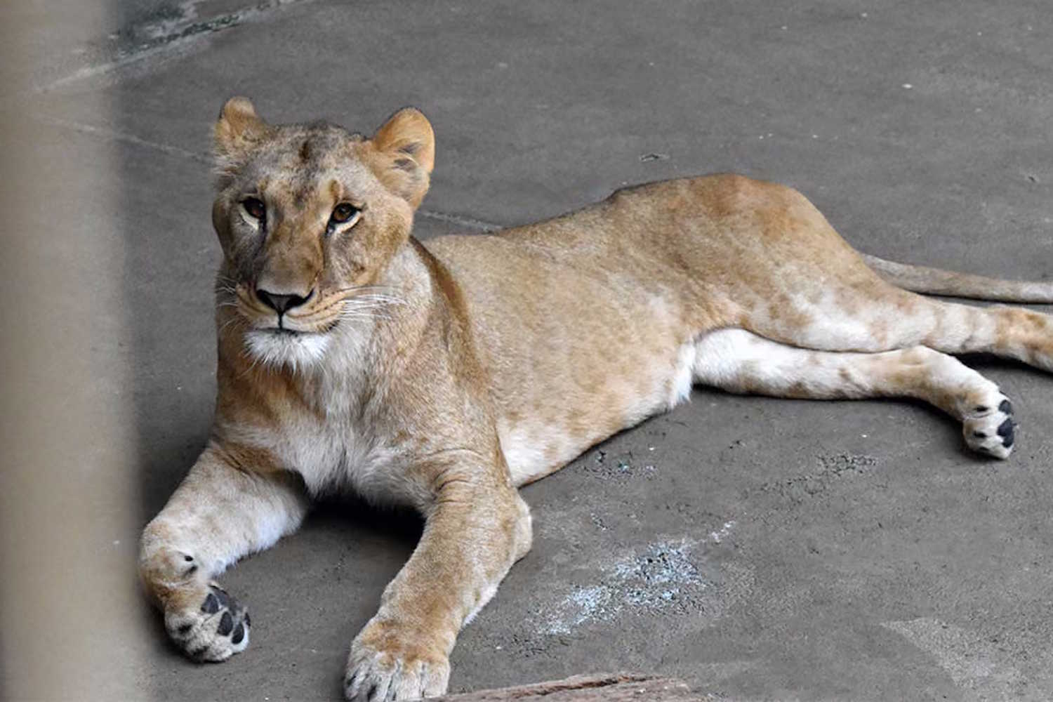leonessa Tama Zoological Park