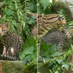 Un adorable chiot ocelot né au parc de La Torbiera (mais il ne verra jamais son habitat naturel)