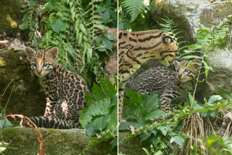 Un adorable chiot ocelot né au parc de La Torbiera (mais il ne verra jamais son habitat naturel)