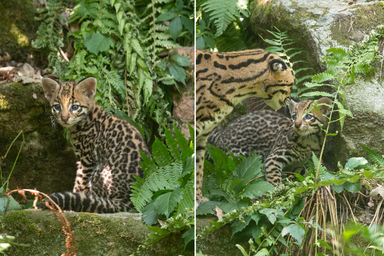 Ocelot