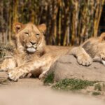 Après les trois lionnes décédées à cause de la chaleur record, 3 autres lions mourants se battent pour leur vie au zoo de Tokyo