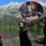 Ces 3 chiens renifleurs ont été embauchés pour traquer les moules envahissantes, protégeant ainsi les rivières et les lacs canadiens de leur prolifération