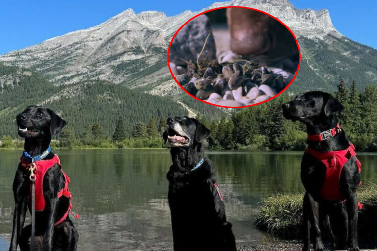 Ces 3 chiens renifleurs ont été embauchés pour traquer les moules envahissantes, protégeant ainsi les rivières et les lacs canadiens de leur prolifération