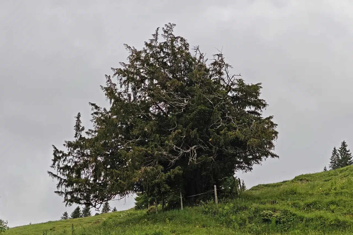 albero germania