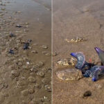 Invasion impressionnante de caravelles portugaises à Saint-Sébastien, Espagne : des centaines de piqûres et des plages fermées