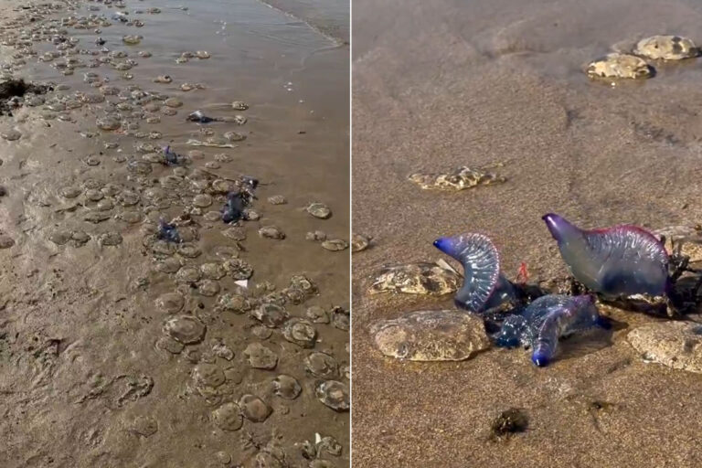 Invasion impressionnante de caravelles portugaises à Saint-Sébastien, Espagne : des centaines de piqûres et des plages fermées