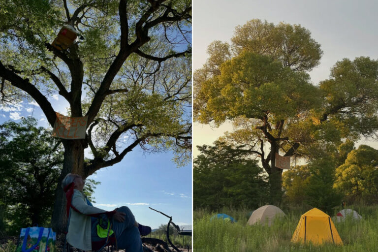 Des militants défendent le dernier peuplier centenaire d'Arizona contre les bulldozers fédéraux : « c'est notre Statue de la Liberté »