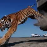Le tigre revient au Kazakhstan après 70 ans : regardez la passionnante libération dans la nature du premier spécimen après l'extinction du tigre Turan