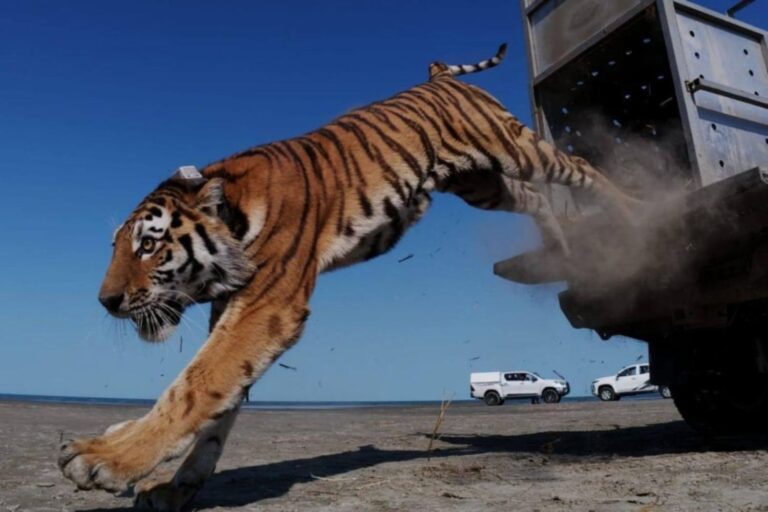 Le tigre revient au Kazakhstan après 70 ans : regardez la passionnante libération dans la nature du premier spécimen après l'extinction du tigre Turan