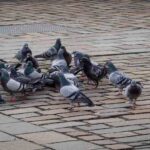 La Commune de Massa alloue 38 mille euros pour les pigeons de réforme dans le centre historique, militants des droits des animaux : « nous ferons appel au TAR »