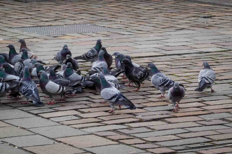 La Commune de Massa alloue 38 mille euros pour les pigeons de réforme dans le centre historique, militants des droits des animaux : « nous ferons appel au TAR »