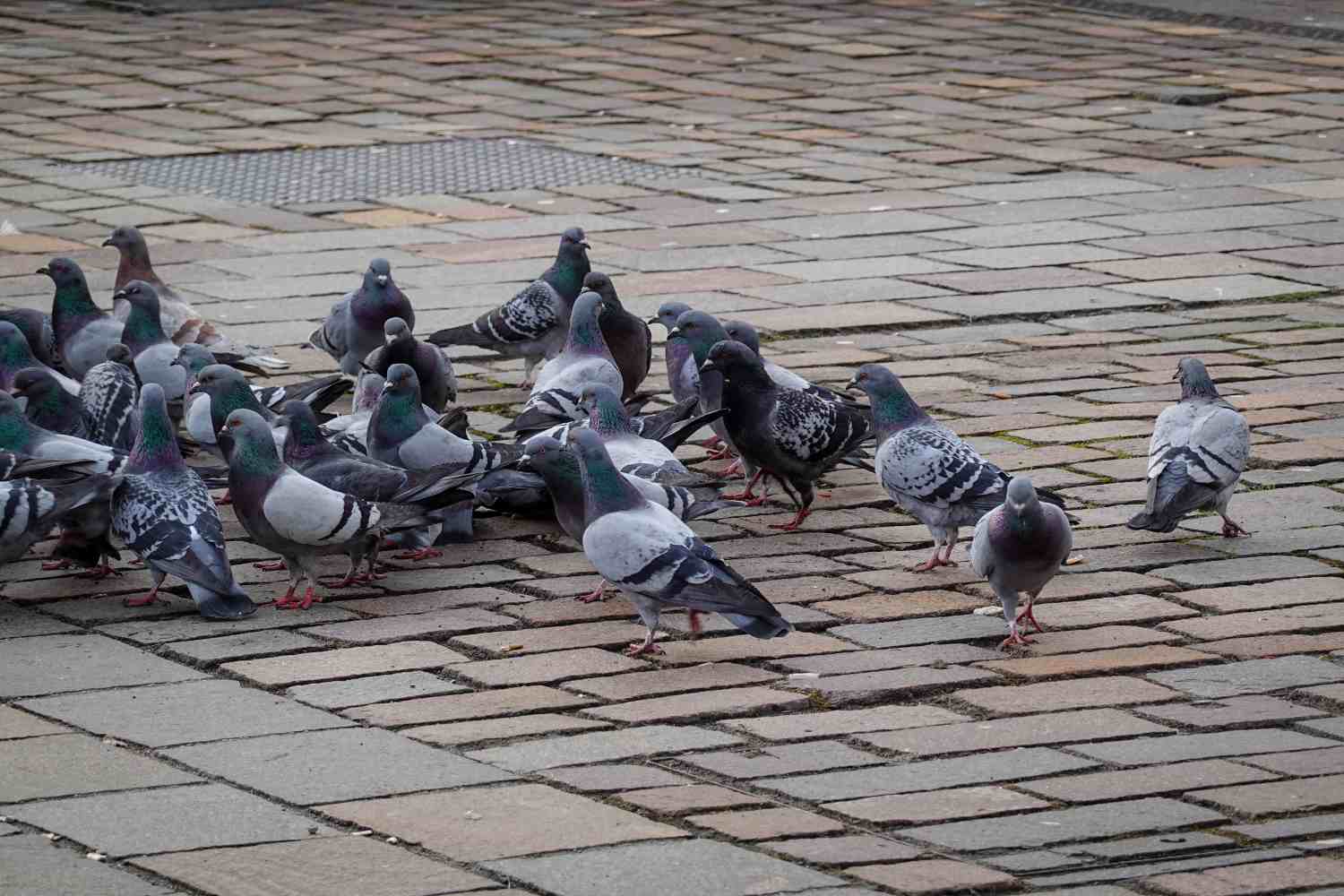 Massa piccioni