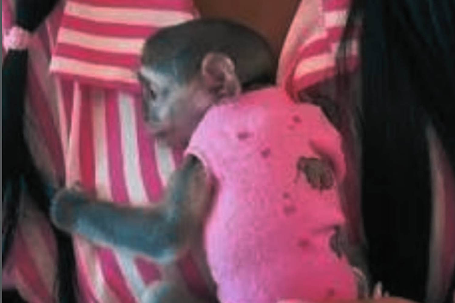 vidéo de choc du singe dans les bras
