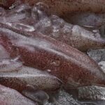 La pêche intensive est un fléau totalement incontrôlable, le rapport choc sur le calmar
