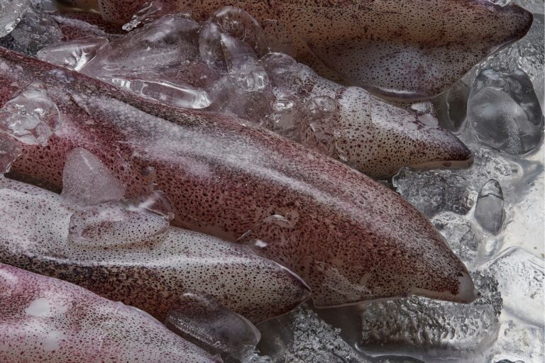 La pêche intensive est un fléau totalement incontrôlable, le rapport choc sur le calmar
