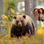 Observation des ours : qu'est-ce que c'est et comment fonctionne l'activité qui permet d'observer les ours dans la nature et en toute sécurité