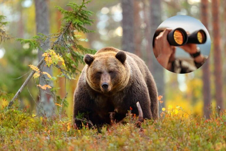 Observation des ours : qu'est-ce que c'est et comment fonctionne l'activité qui permet d'observer les ours dans la nature et en toute sécurité