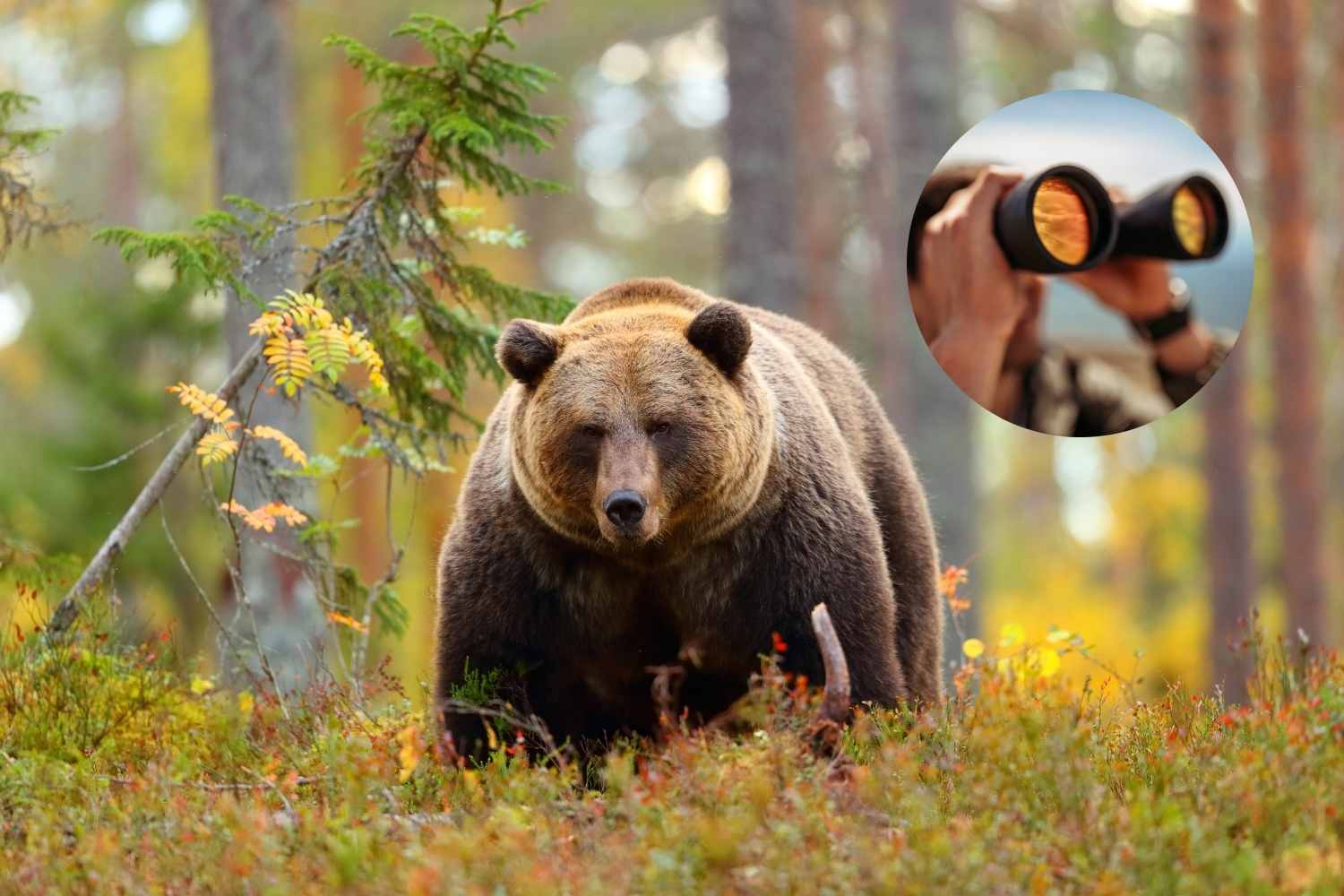 bearwatching