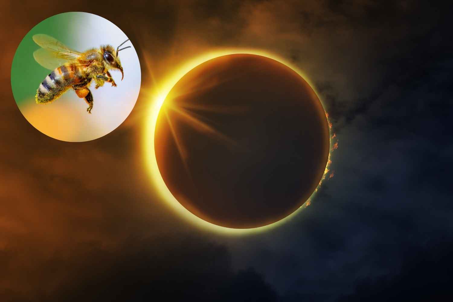 eclissi solare - api