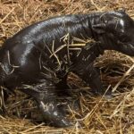 Un bébé hippopotame pygmée né au zoo de Toronto : elle est adorable (mais un triste avenir l'attend)