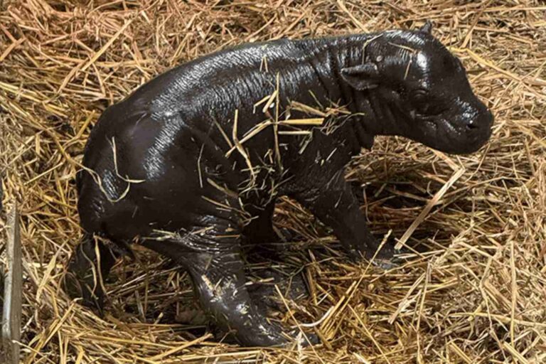 Un bébé hippopotame pygmée né au zoo de Toronto : elle est adorable (mais un triste avenir l'attend)