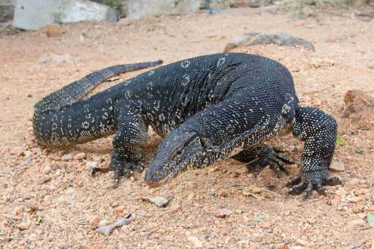 Le mystérieux varan de Montichiari figure également dans le « Times »: son observation devient un cas international