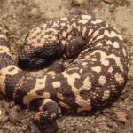 Le lézard venimeux qui terrorisait depuis des semaines un petit village de la région de Padoue a été capturé (et grâce au nez d'un chien)