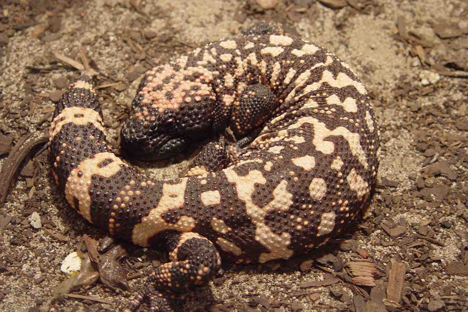 Lucertola velenosa